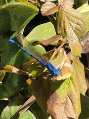 Argia vivida