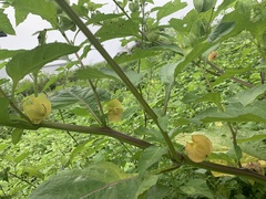 Nicandra physalodes