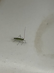 Trigonotylus caelestialium