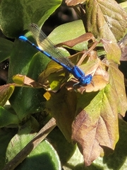 Argia vivida