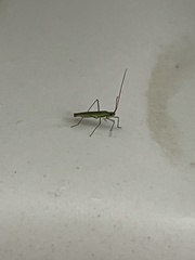 Trigonotylus caelestialium