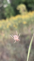Larinia borealis