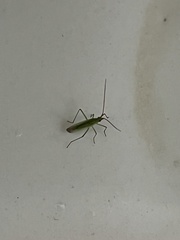 Trigonotylus caelestialium