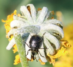 Haplorhynchites aeneus