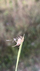 Larinia borealis