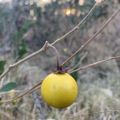 Solanum campylacanthum