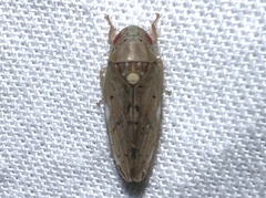 Ponana quadralaba