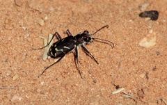 Cicindela tranquebarica