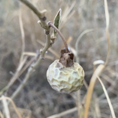 Solanum campylacanthum