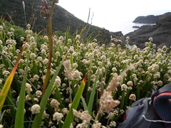 Baccharis sagittalis