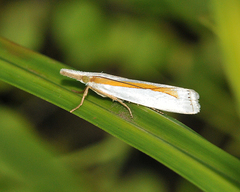 Crambus girardellus