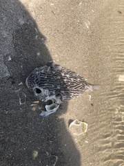 Chilomycterus schoepfii