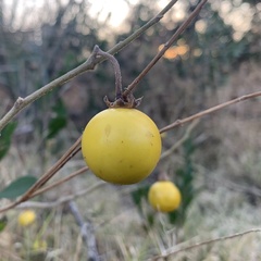 Solanum campylacanthum