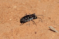 Cicindela tranquebarica
