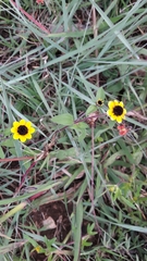 Sanvitalia procumbens