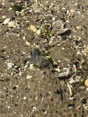 Chilomycterus schoepfii