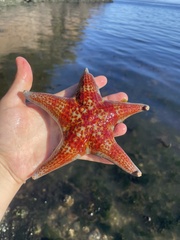 Dermasterias imbricata