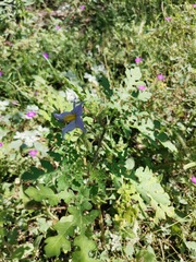 Solanum citrullifolium