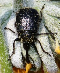 Haplorhynchites aeneus