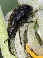 Haplorhynchites aeneus