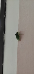 Nezara viridula
