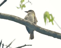 Myiodynastes maculatus