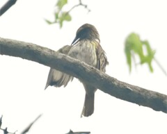 Myiodynastes maculatus