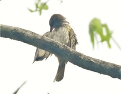 Myiodynastes maculatus