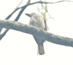 Myiodynastes maculatus