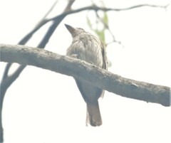 Myiodynastes maculatus