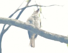 Myiodynastes maculatus