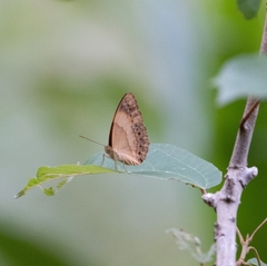 Cupha prosope
