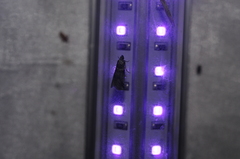 Acrobasis tricolorella