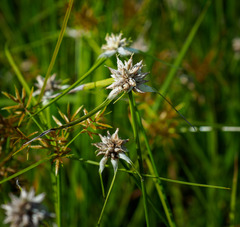 Rhynchospora colorata