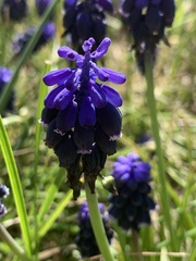 Muscari