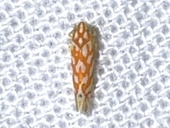 Eratoneura comoides