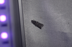 Acrobasis tricolorella