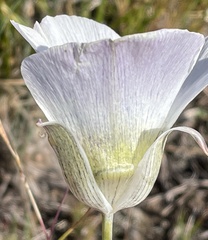 Calochortus gunnisonii
