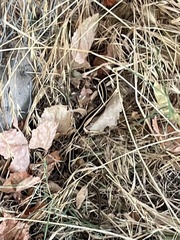 Thamnophis elegans elegans