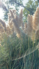 Cortaderia