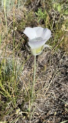 Calochortus gunnisonii