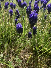 Muscari