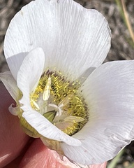 Calochortus gunnisonii