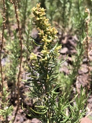 Artemisia carruthii wrightii