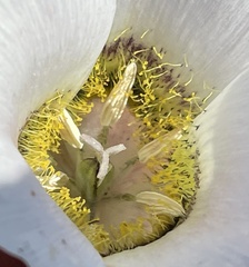 Calochortus gunnisonii