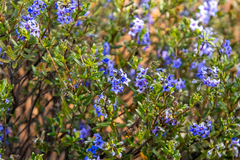 Halgania andromedifolia