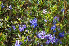 Halgania andromedifolia