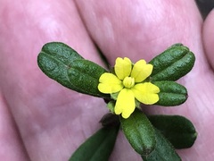 Hibbertia empetrifolia