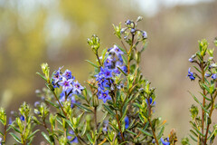 Halgania andromedifolia