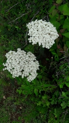 Stevia
